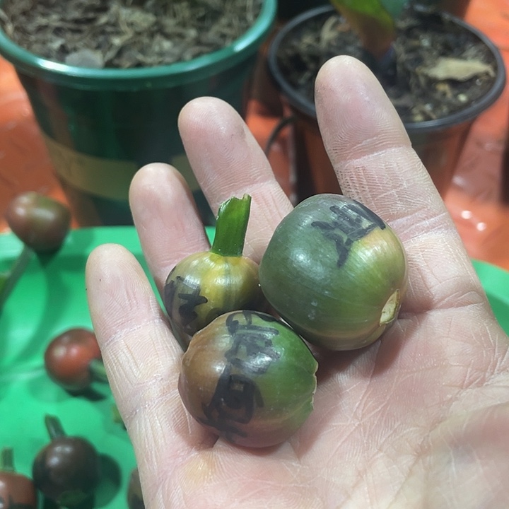 C***e完全开放君子兰四季开花稀释甲醛