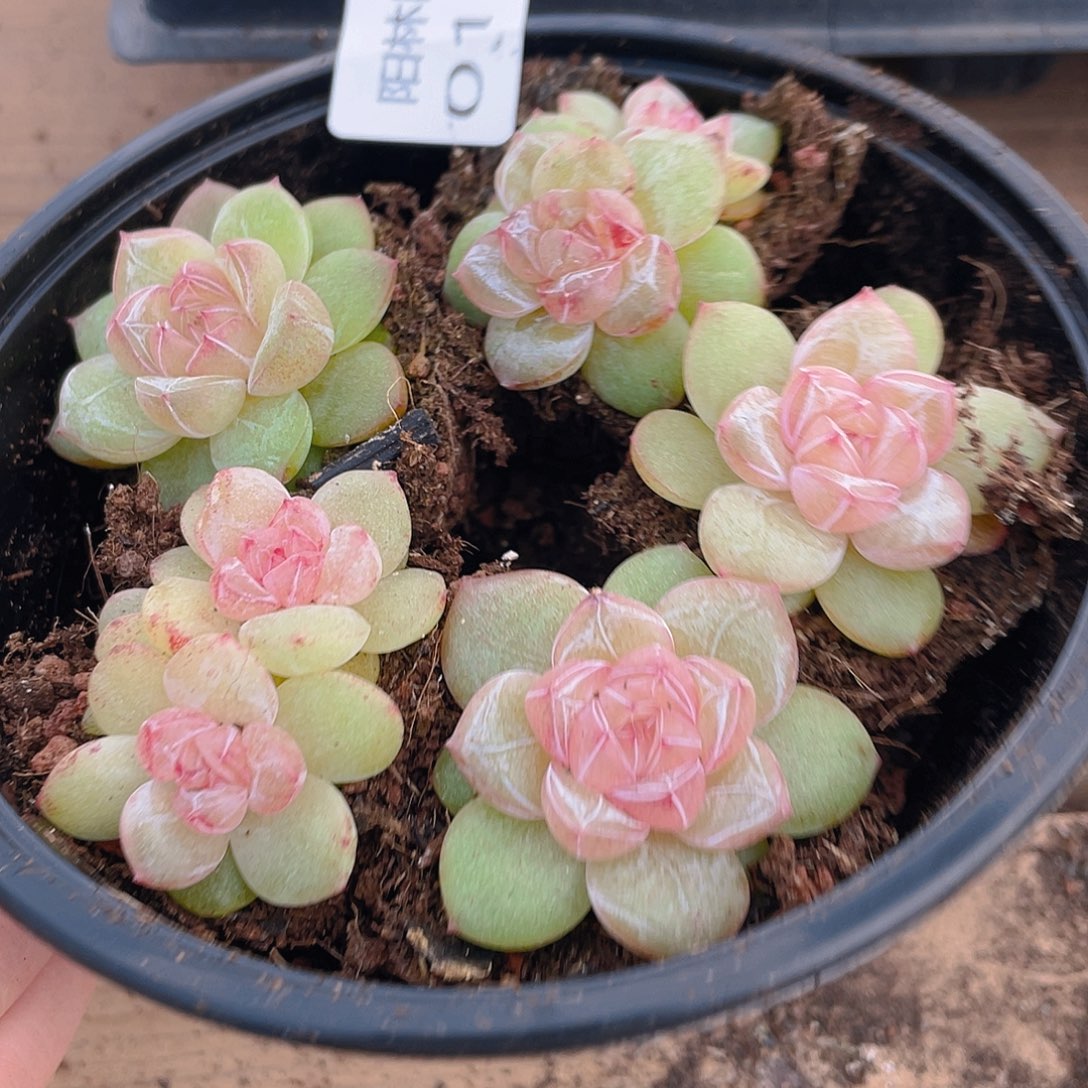 多肉植物多肉植物147