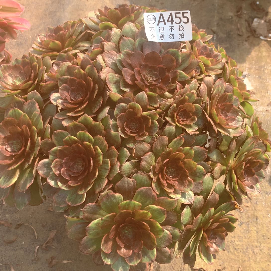 多肉植物红丝绒455