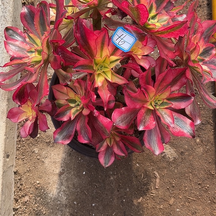 天***洋16魅影丛林砍过法师