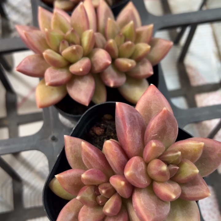 迷雾泡泡多肉植物