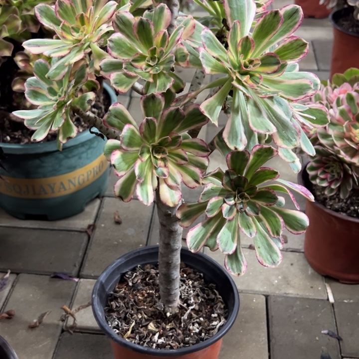 锦锦多肉植物花花