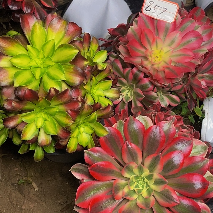 三棵法师老桩857号