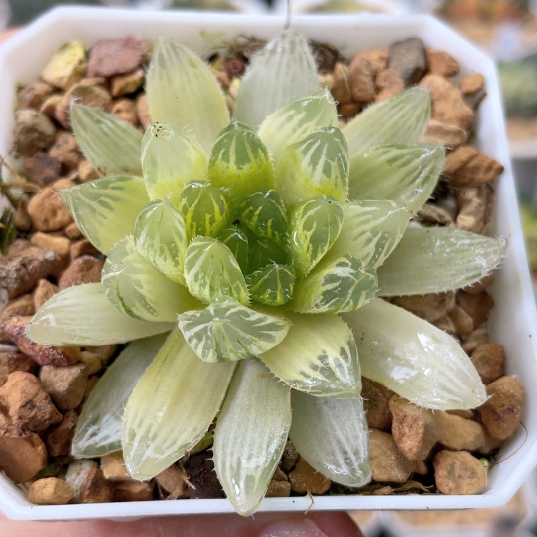 120糊斑玉露锦       十二卷多肉