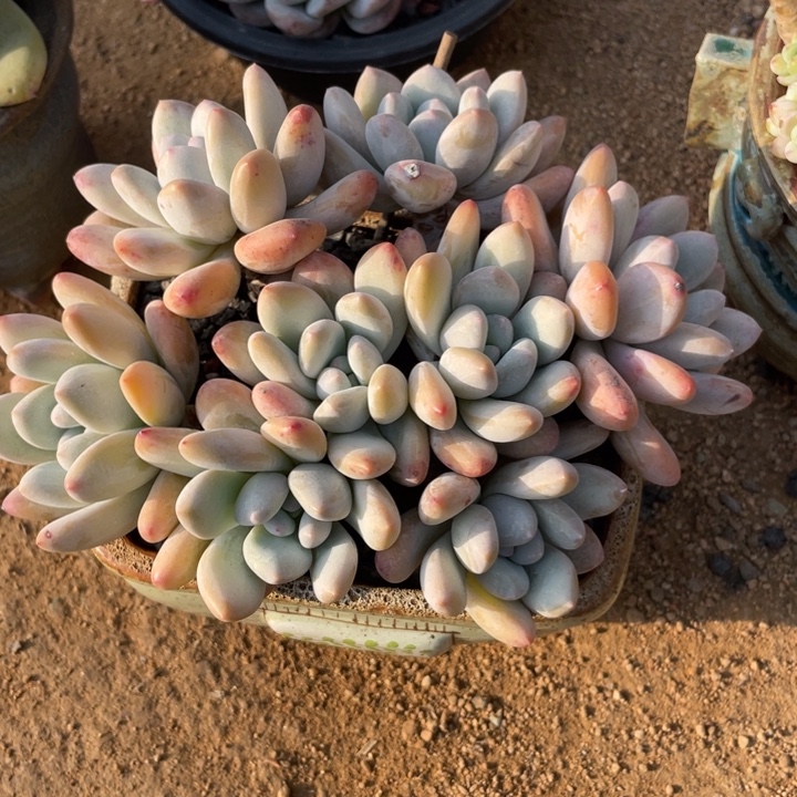 香水整桩高品质推荐