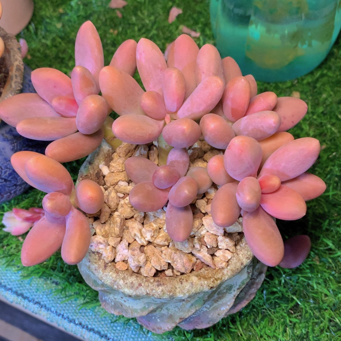 糖美人11 公分一物一拍