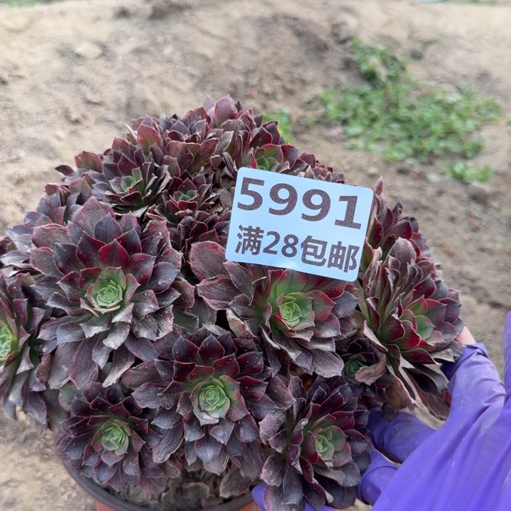 5991荷兰玫瑰二号棚A