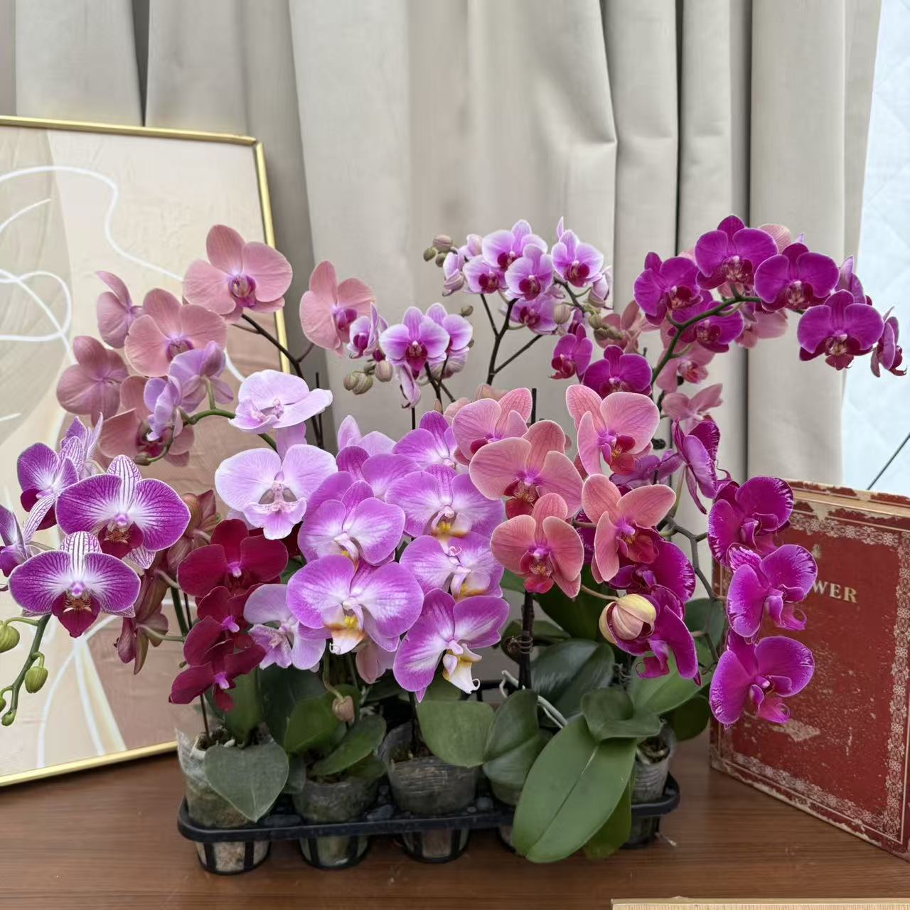 蝴蝶兰【开花株拍一发二】基地直发 随机两颗 好养耐开 