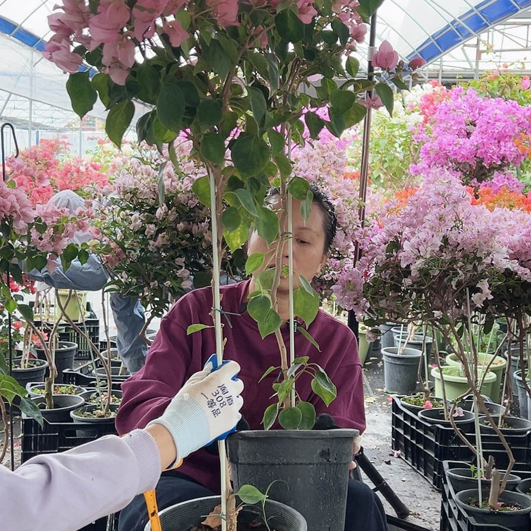 今***心大部分花苞少量开放F53暗斑丽人