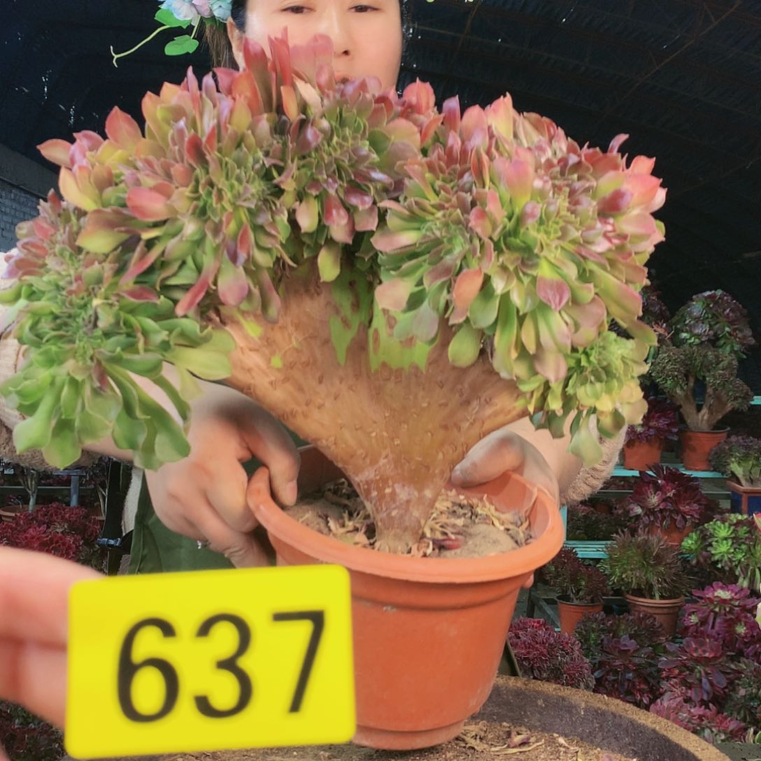 柒哥多肉法师不包侧断枝637