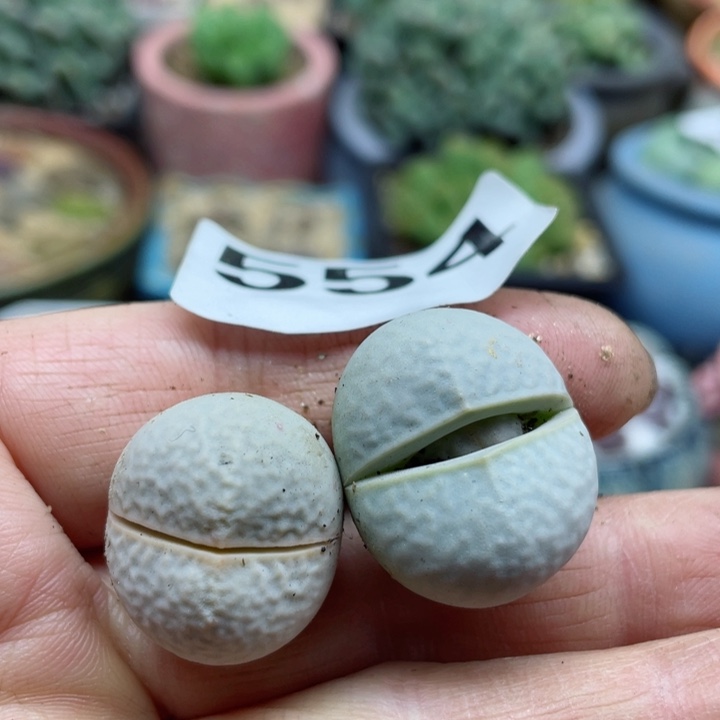 554高尔夫母本两颗