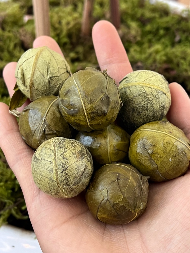 非遗单株龙珠普洱茶生茶 8 * 20