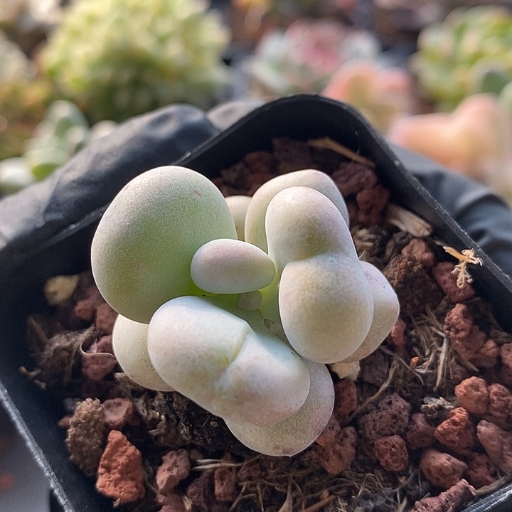 油煎丸子石化多肉植物