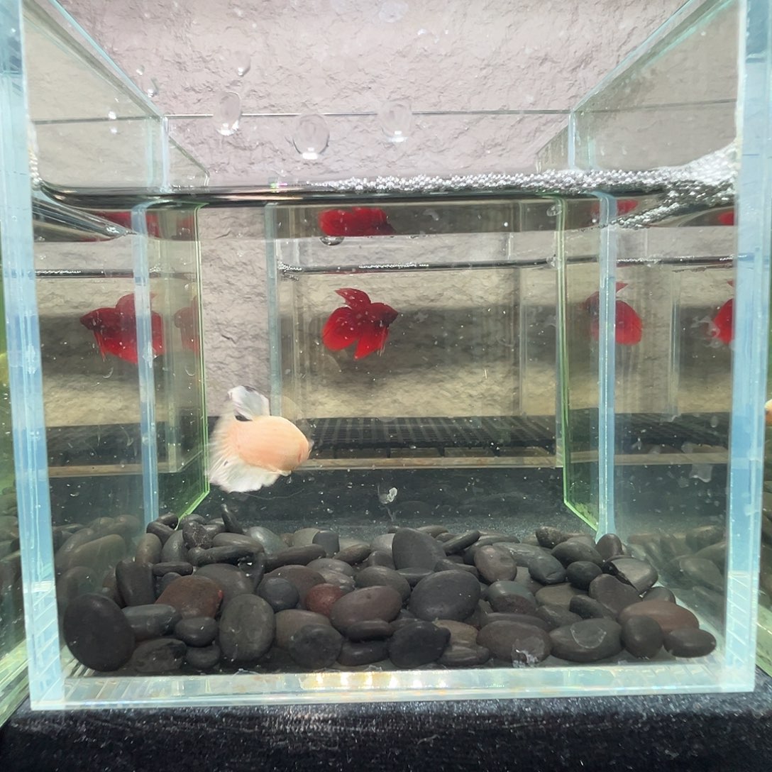 斗鱼阿浩泰斗23日70