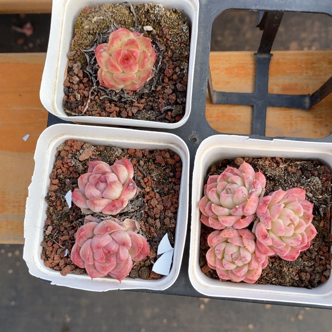 精品多肉一物一拍不包整152