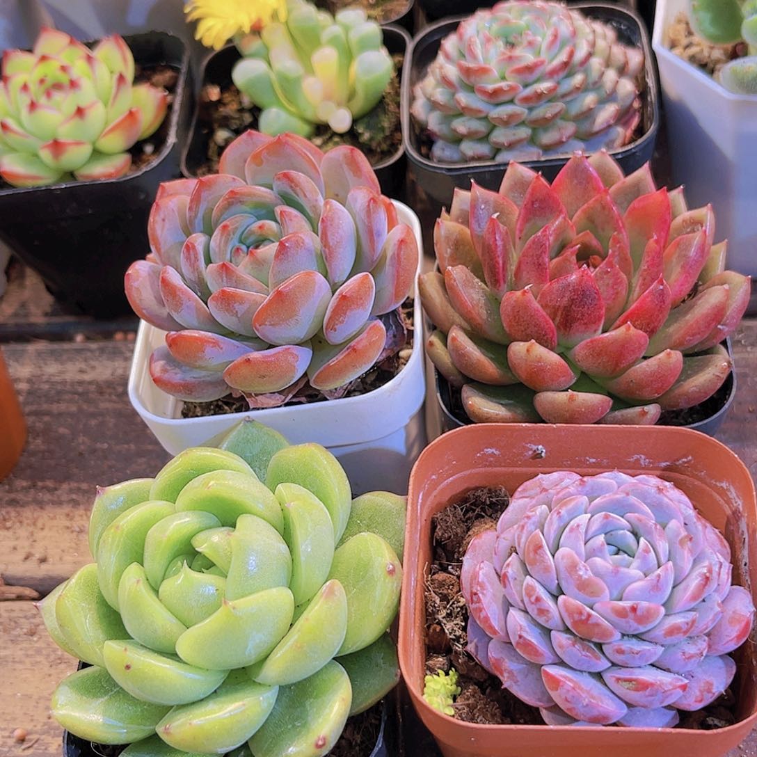 白玫瑰➕黑水晶➕全明星➕恩宠