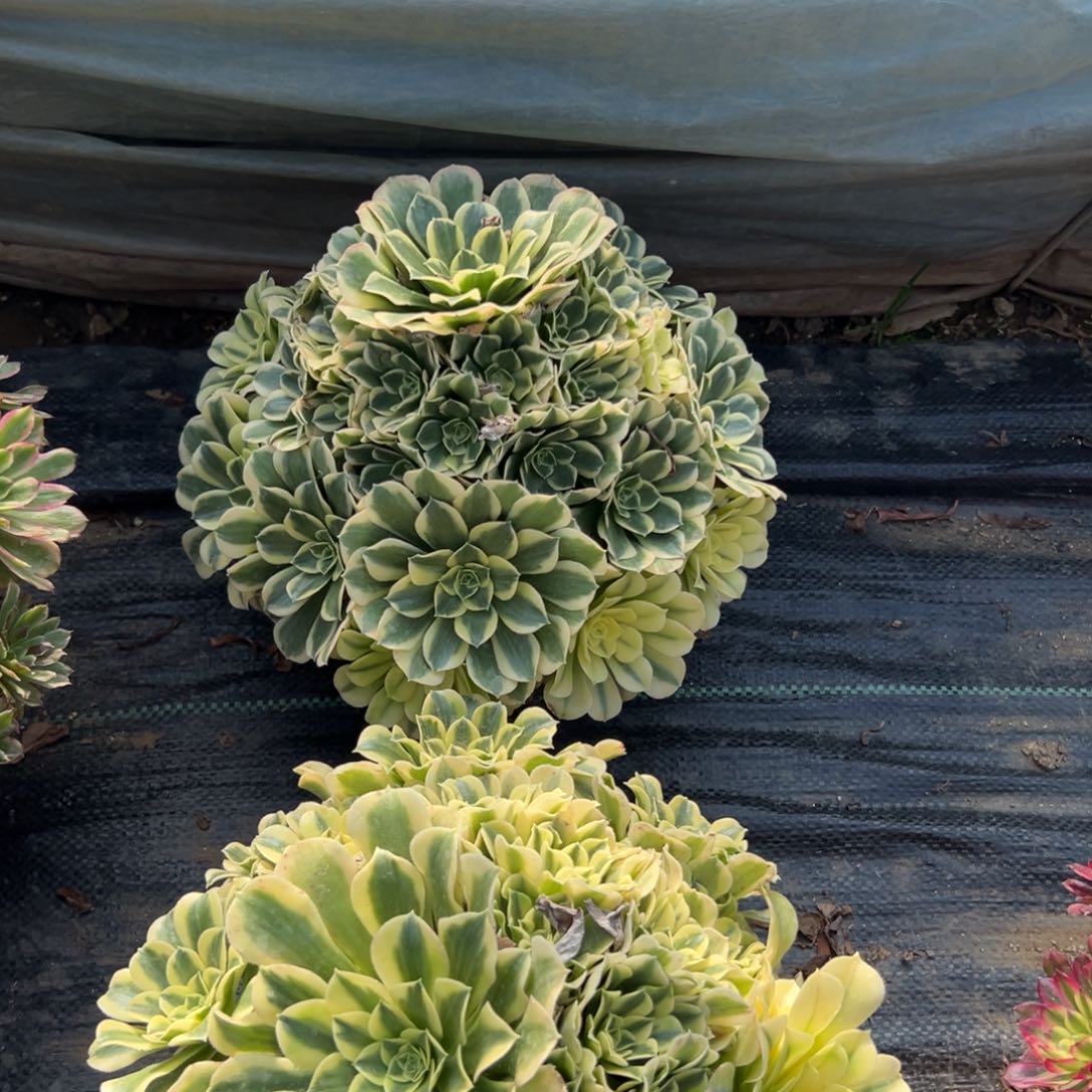 多肉植物绿豆沙老庄