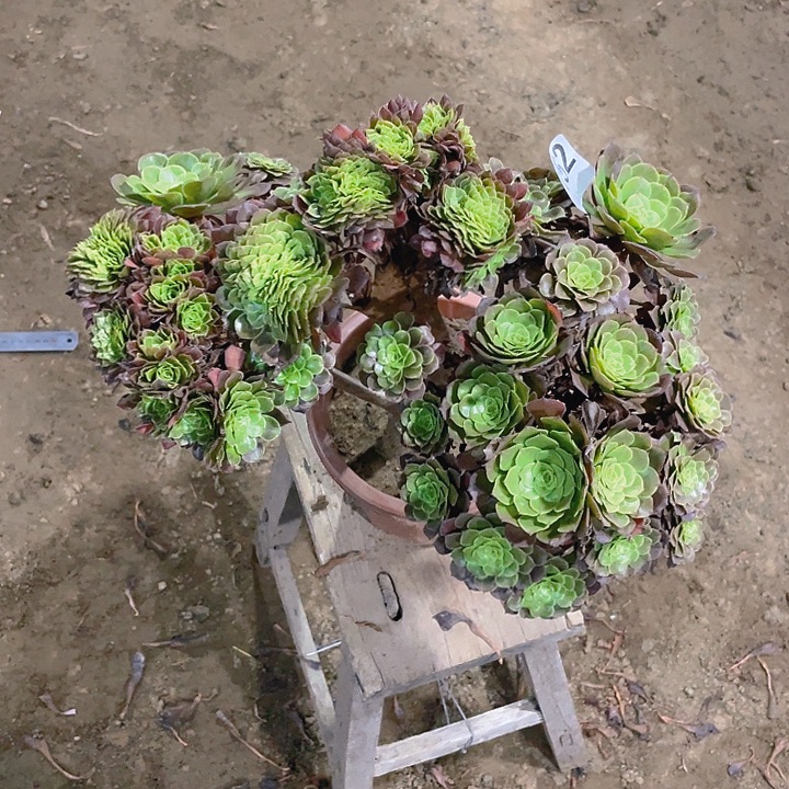 152铜壶朵朵造型饱满