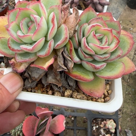 231晨露多肉植物多