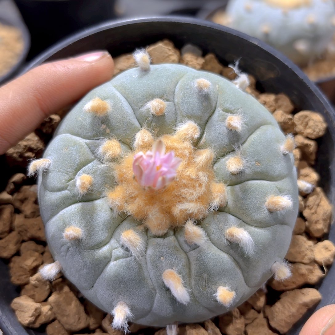 G626g g g g g g g g g g