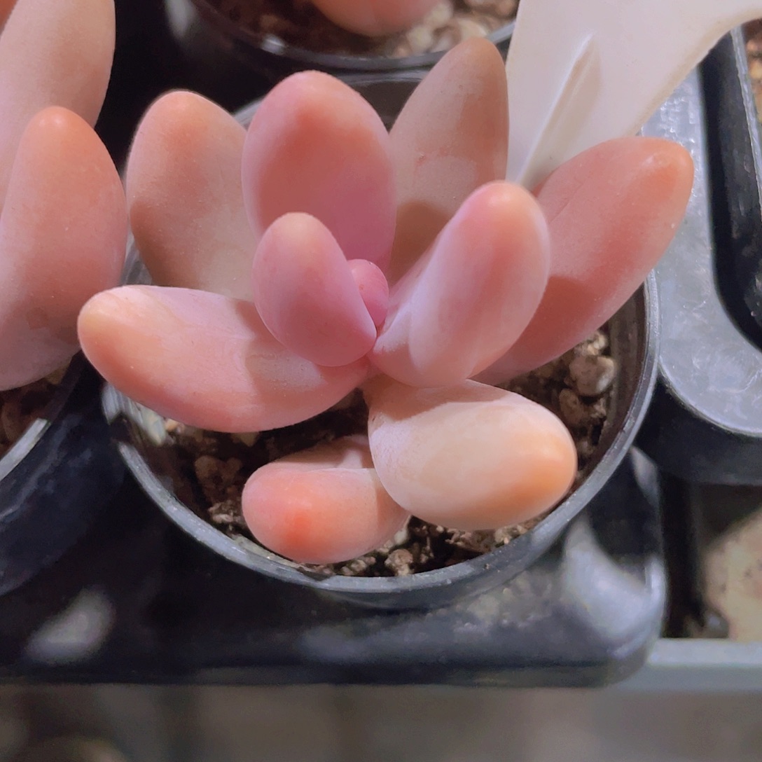 红手指a088一物一拍