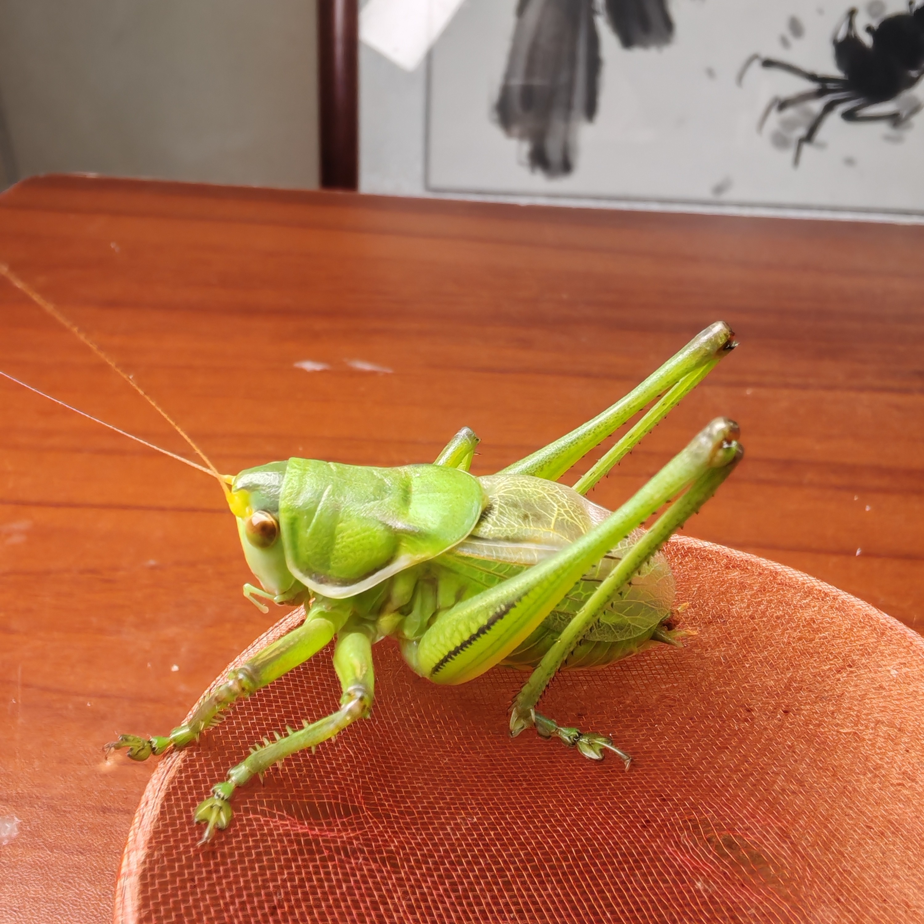 天津翡翠绿蝈蝈叫声清脆观赏性高