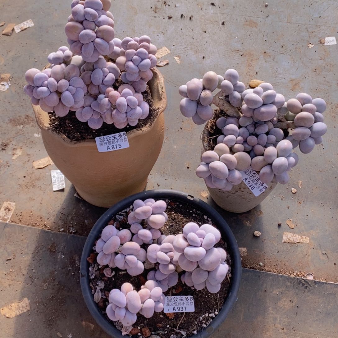 芭比奶洛3棵多肉植物