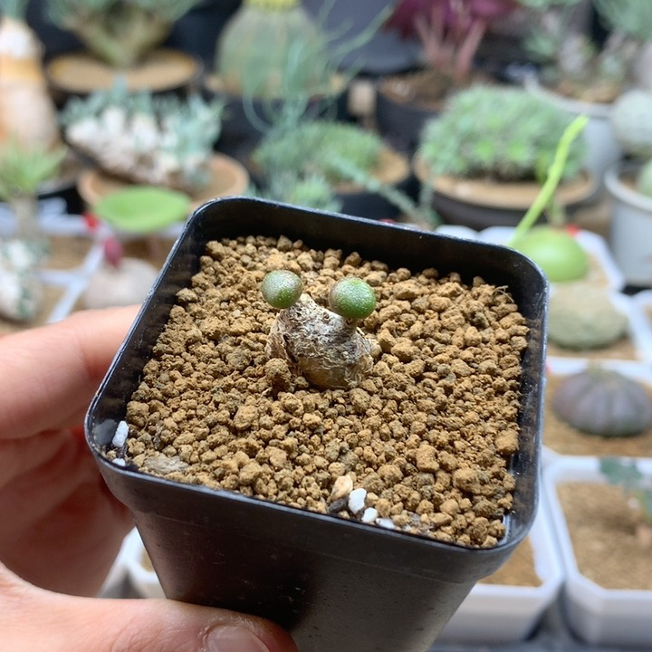 欧宝奇峰锦双芽点带盆