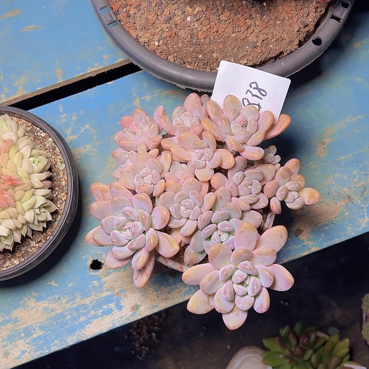 用****7838//////////////////