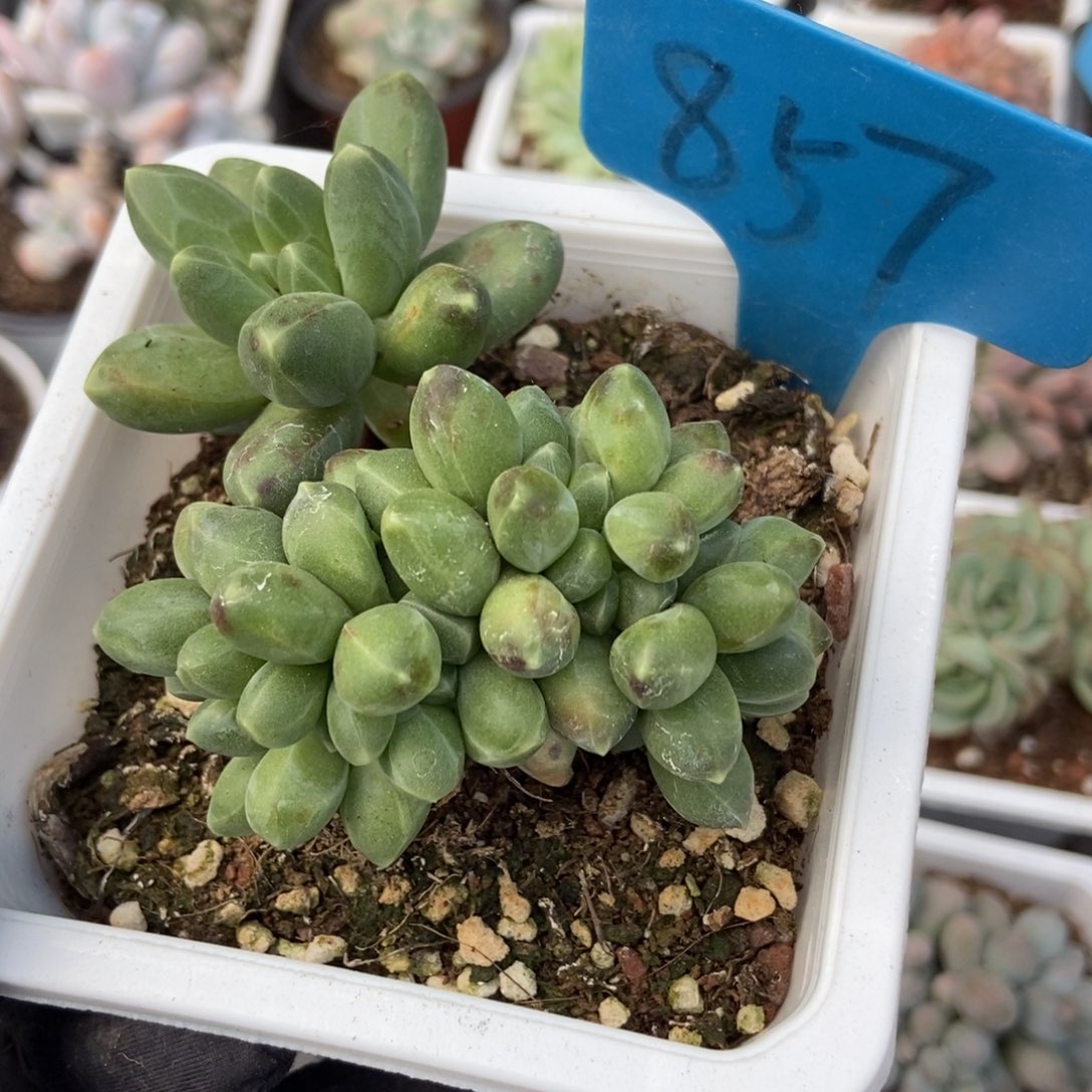 857千代田缀多肉植物保护