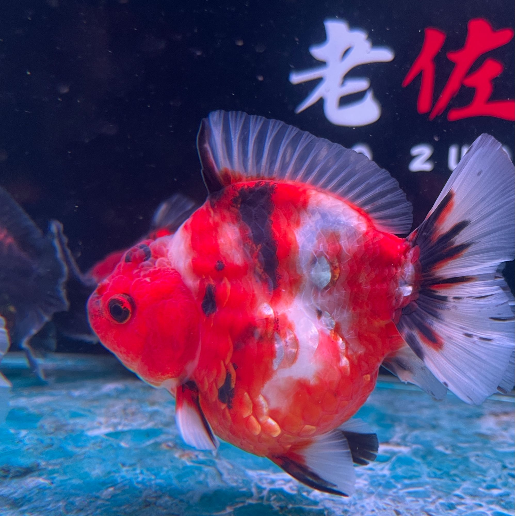精品泰狮金鱼淡水观赏鱼好养耐活招财