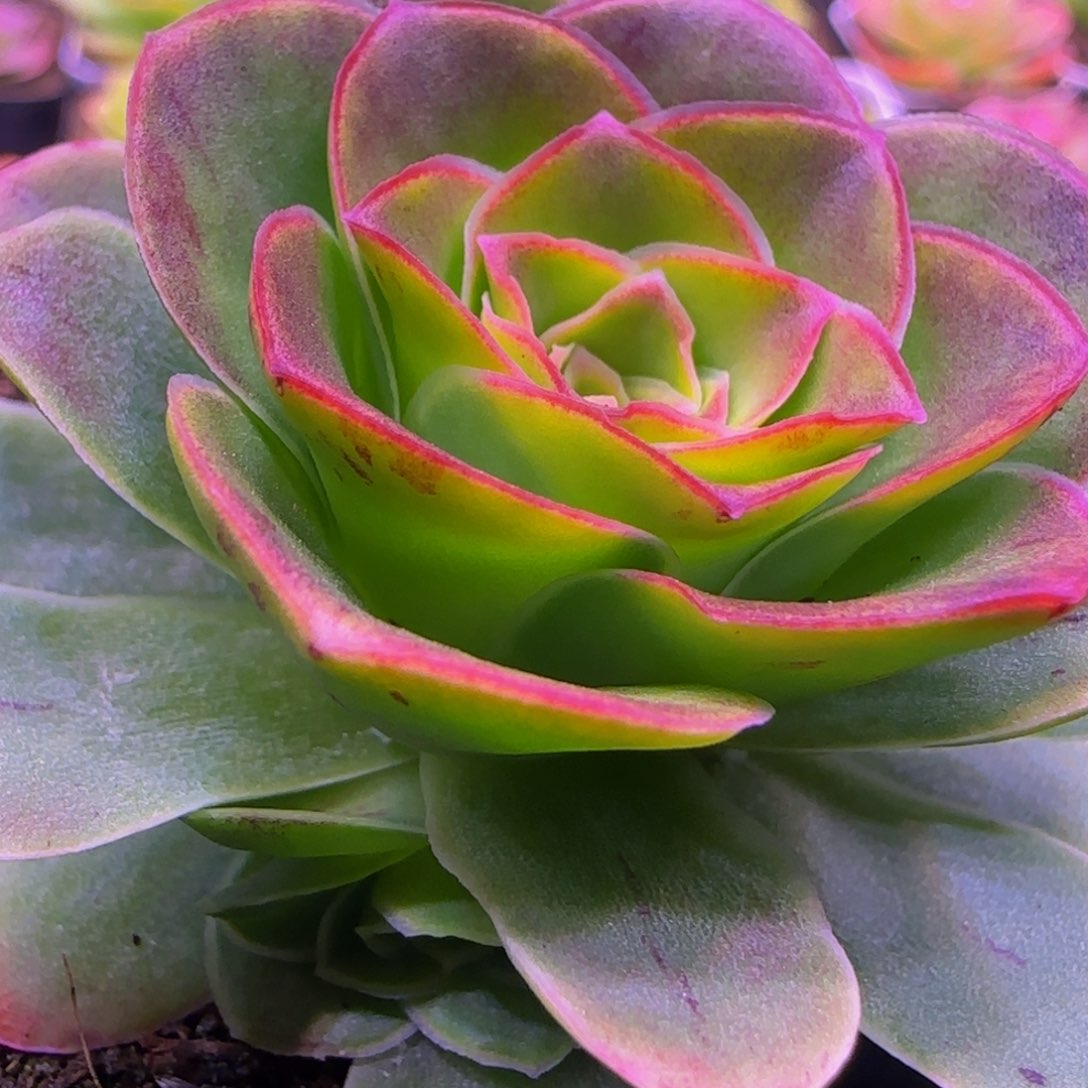 姬莲1253467576767676883