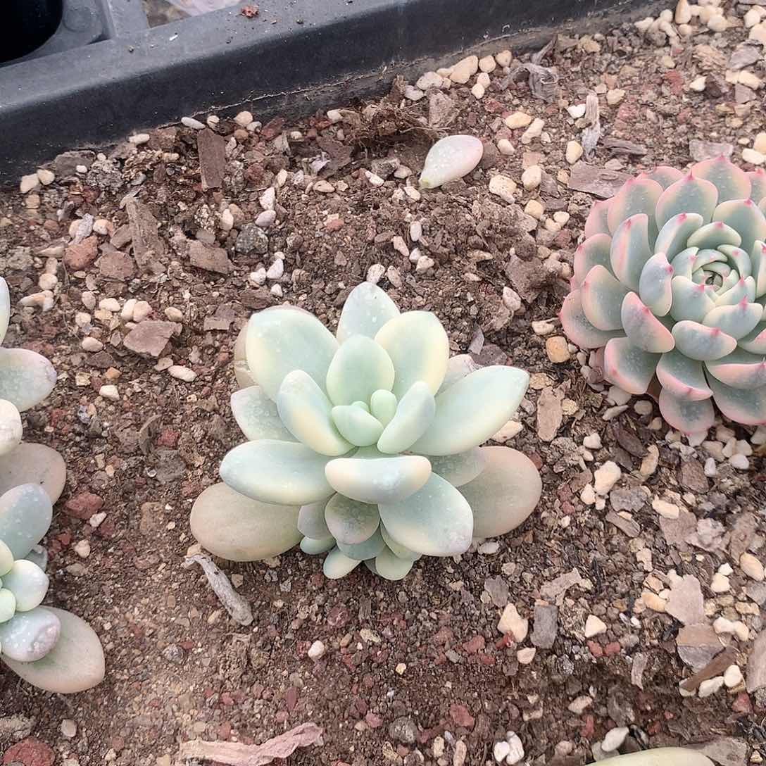 洛神锦多肉植物老桩有砍