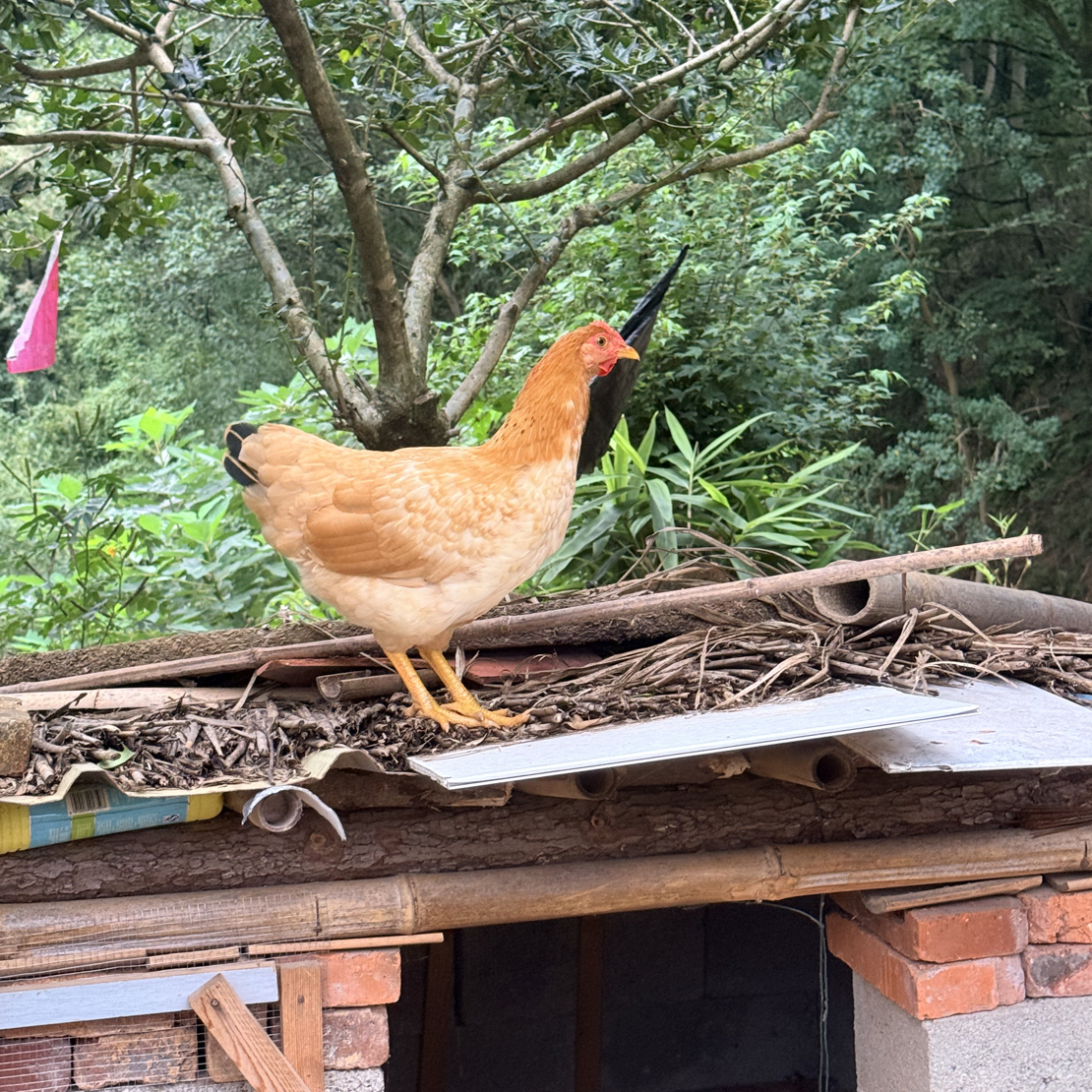 农村土鸡走地鸡放养鸡老母鸡不是土鸡可退 