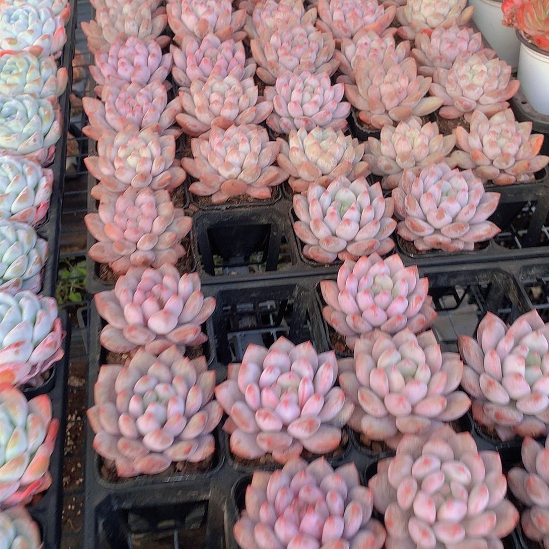 半夏356677889999900