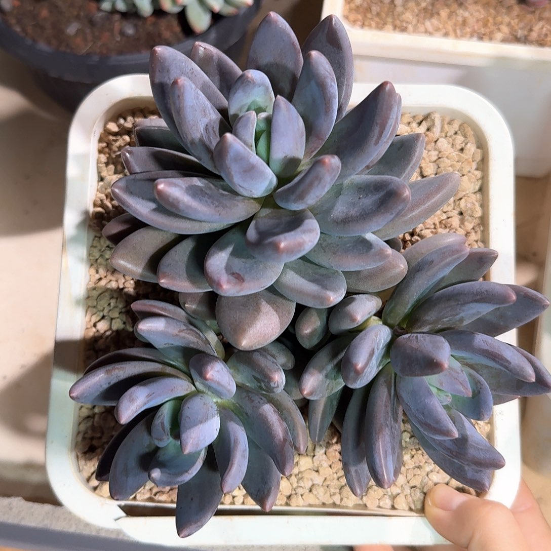 黑加仑整无砍三头