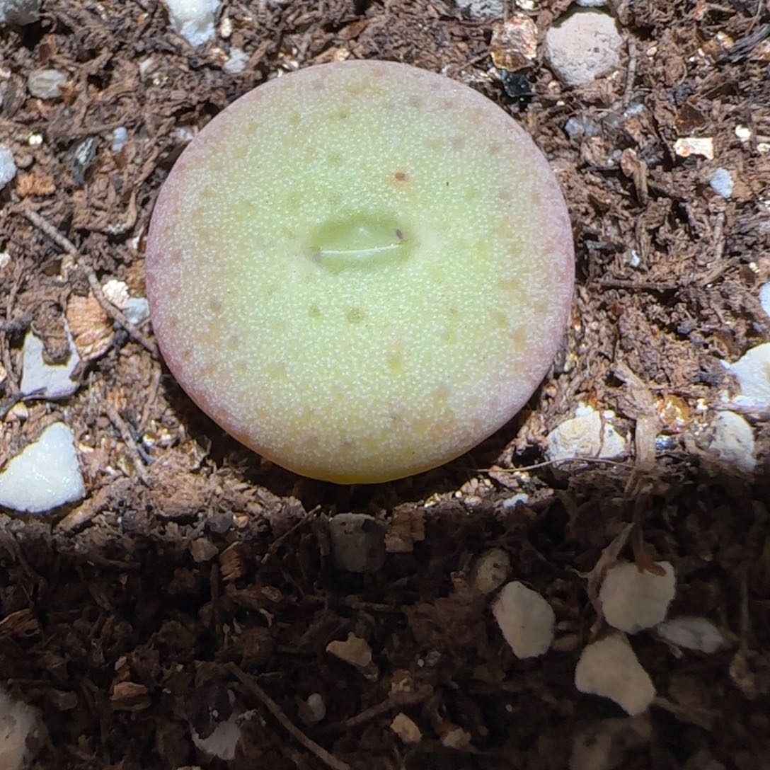 肉锥多肉植物百科-杂交大饼1516