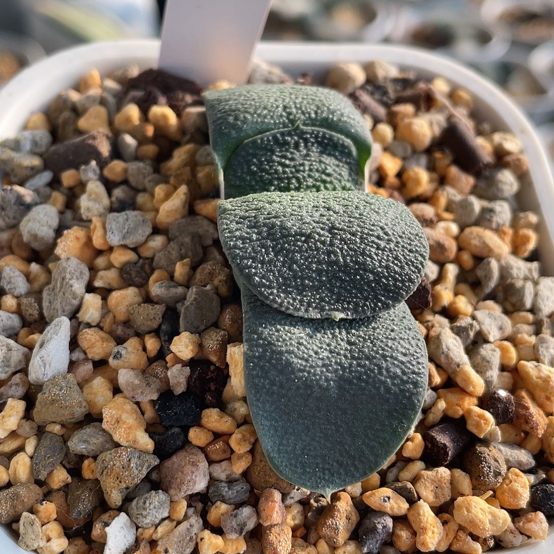 641脱土发货1111111