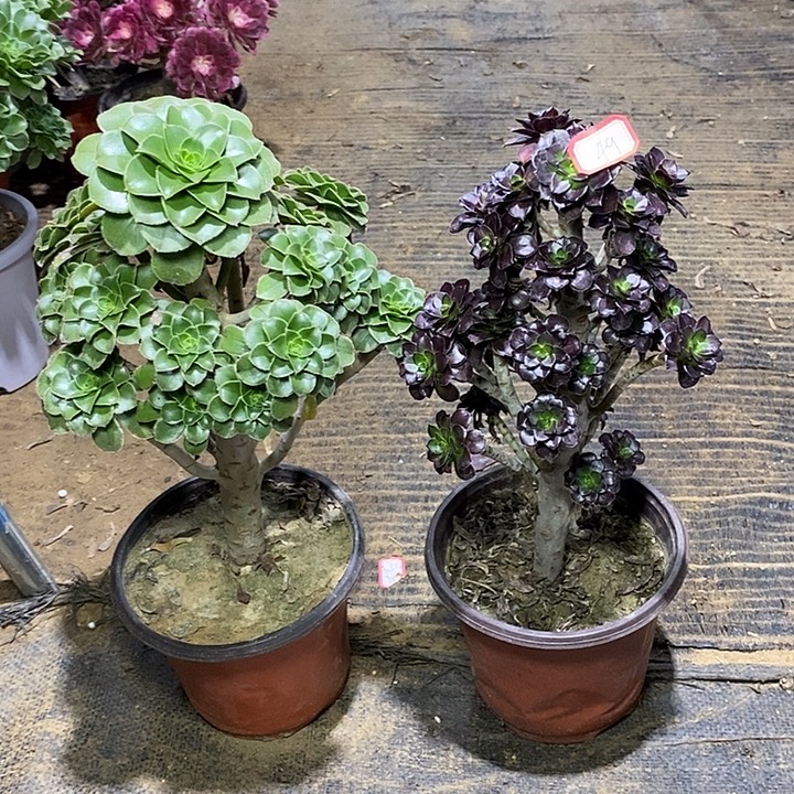 49，2棵135678999999