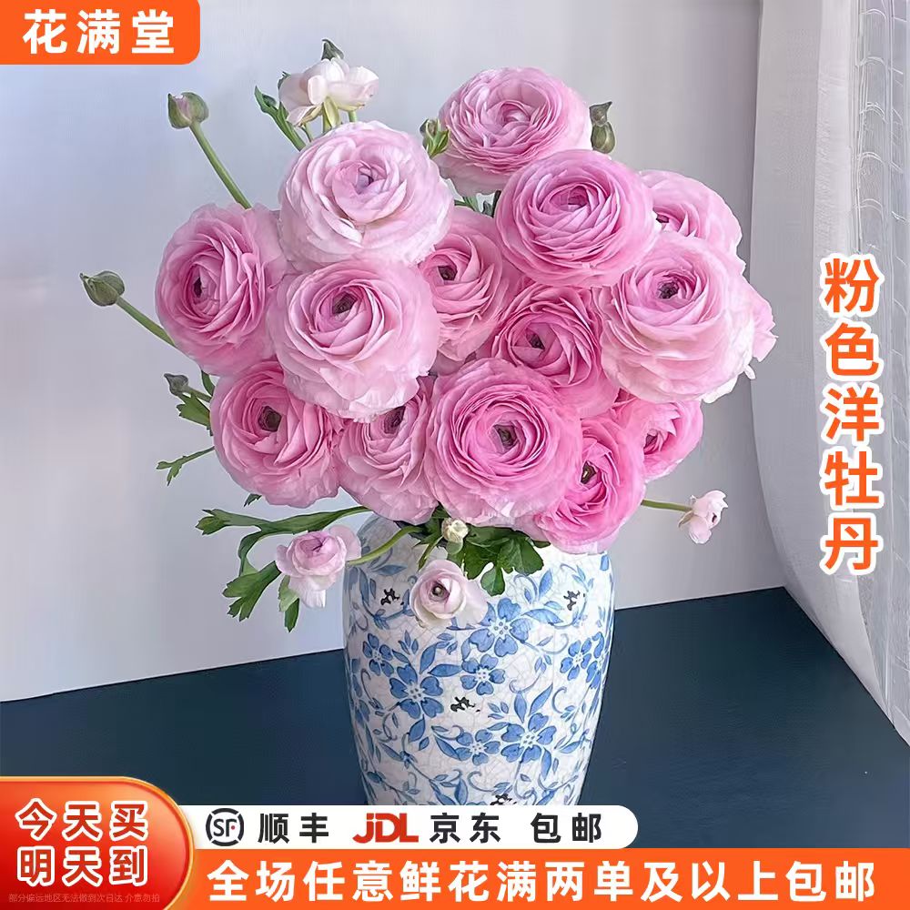 特价【次日达·粉色洋牡丹】粉色洋牡丹·云南鲜切花生活鲜花·两单鲜花顺丰包邮·三单送花瓶基地直发·批发·洋牡丹