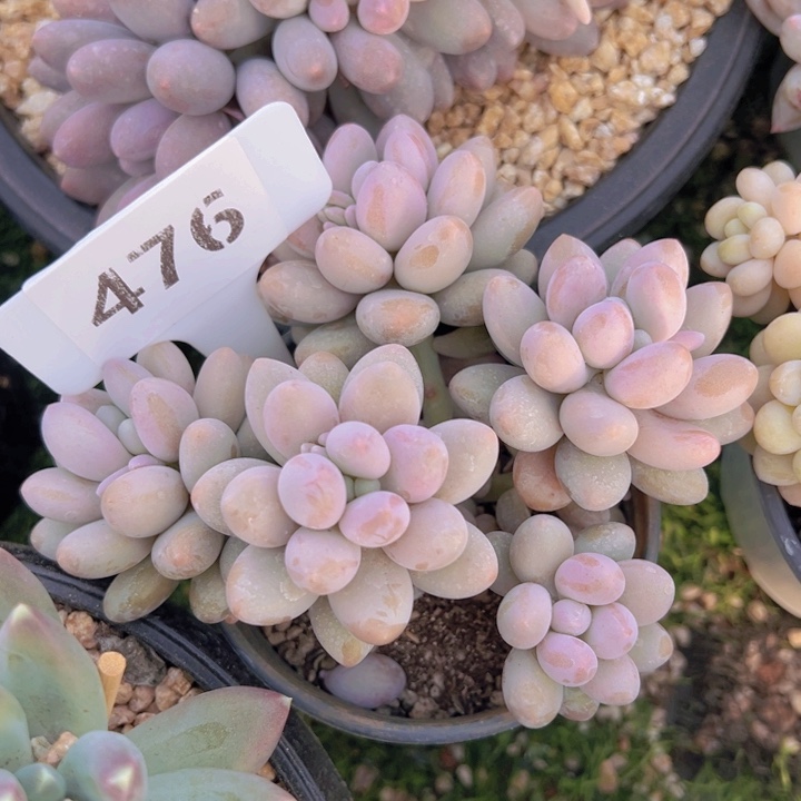 健健康康平平安安