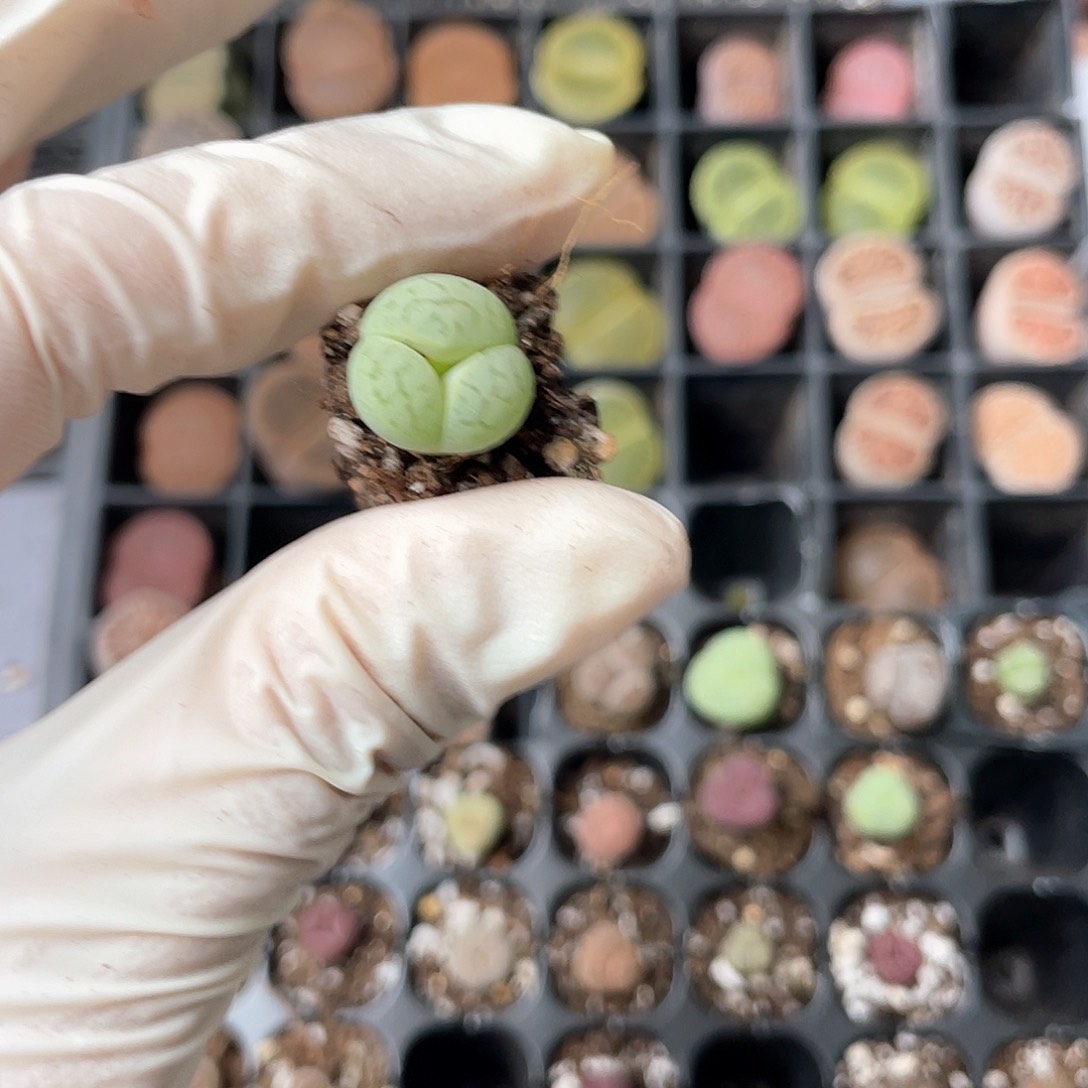 丫***仔4194大棚清仓甩卖了