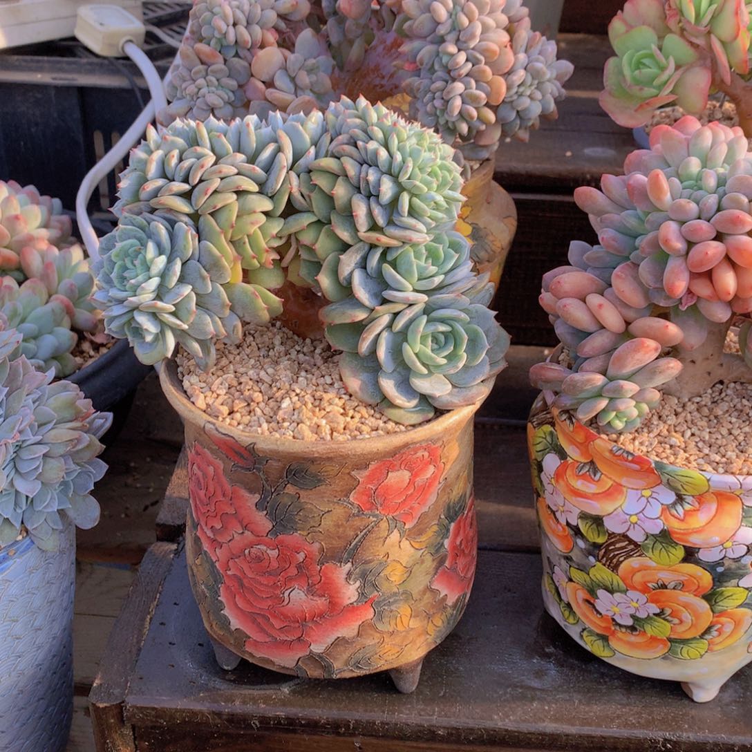 精品多肉植物花卉盆栽花卉盆栽