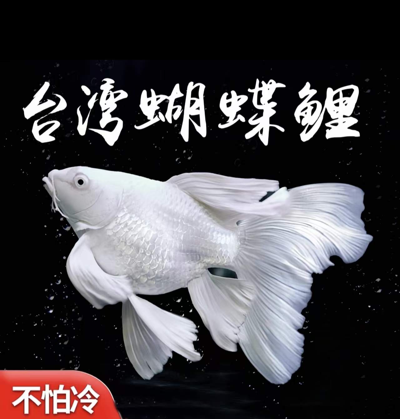 台湾纯种精品白蝴蝶鲤墨蝶观赏鱼大鳍大尾冷水好养耐活