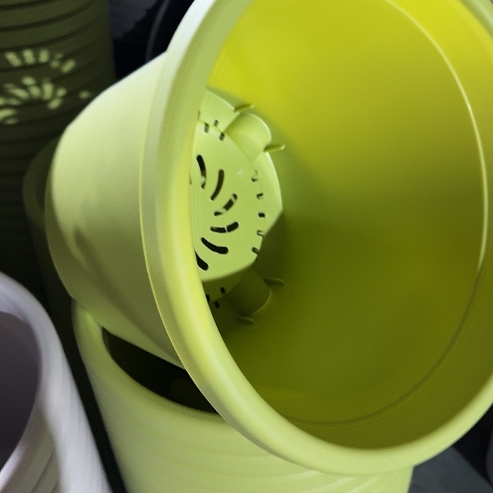 四季5号果绿无托6个特价微瑕