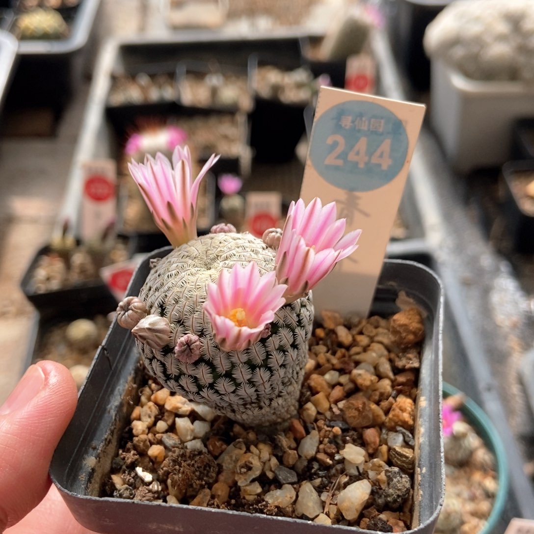 实生粉花白斜子3.3cm