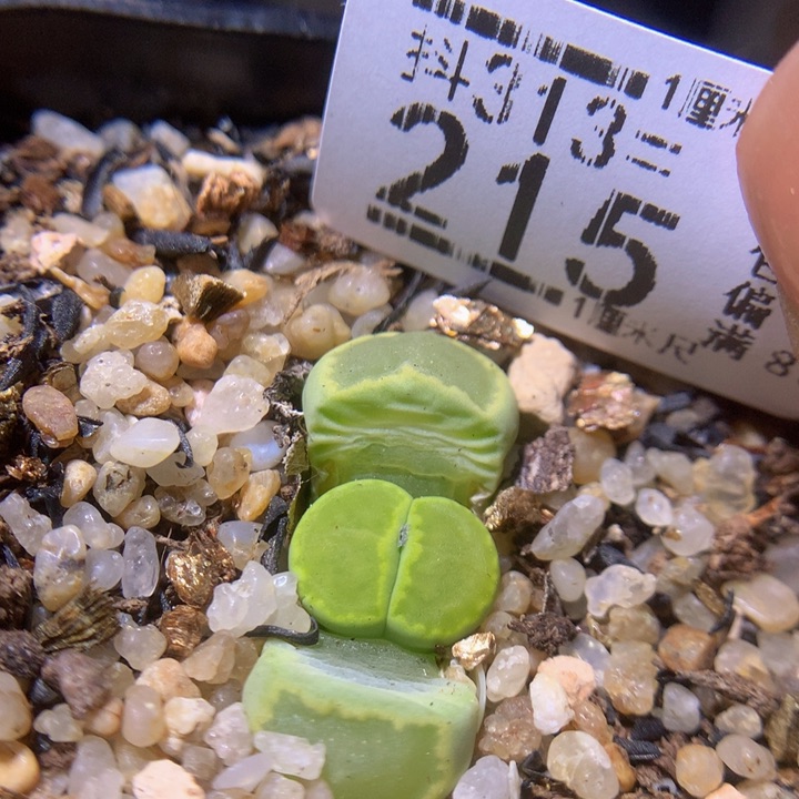 精品生石花313.215