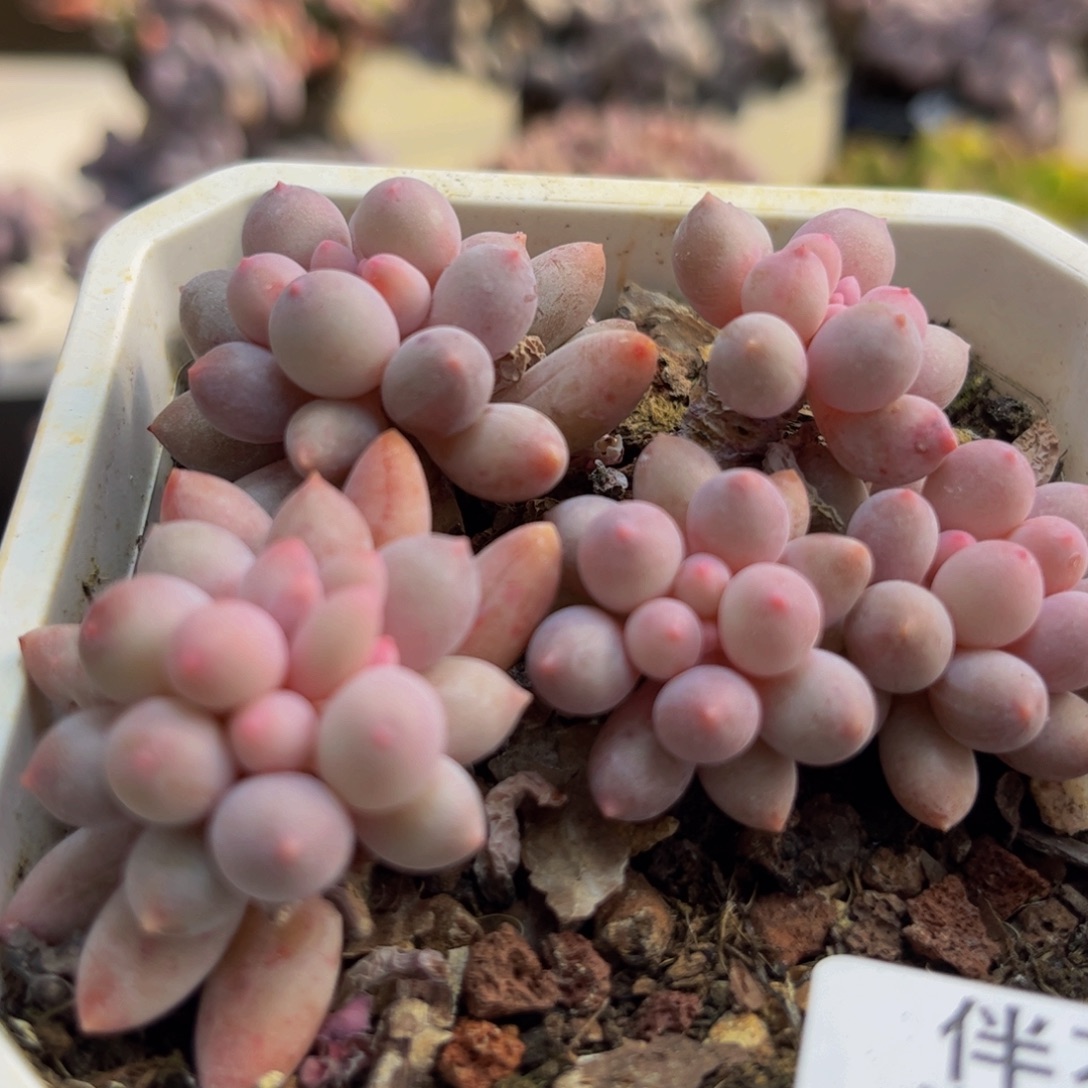 505手指奶6cm多肉植物