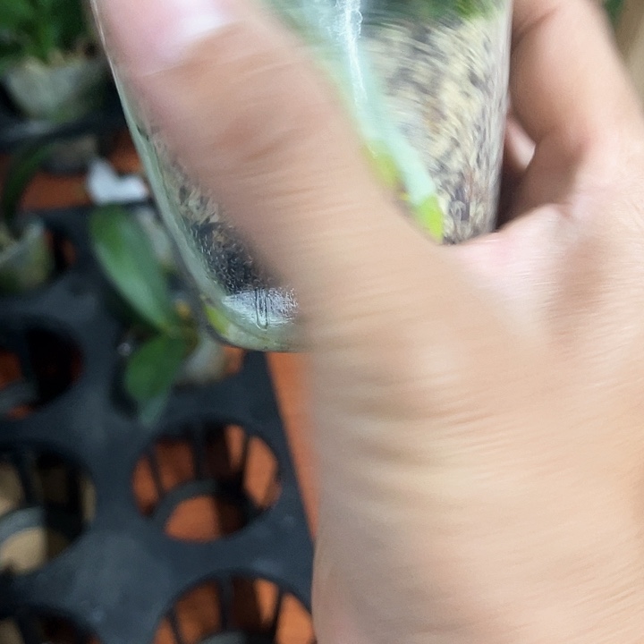 当前无花栽培后可以开花城****风哈宝