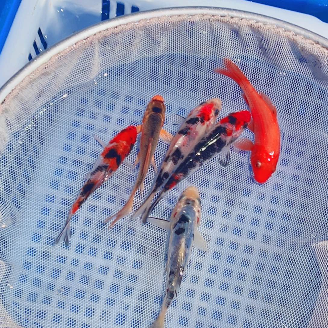 锦鲤锦鲤观赏鱼1111